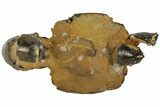 Fossil Mud Lobster (Thalassina) - Australia #109302-3